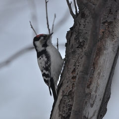 Dryobates minor kamtschatkensis