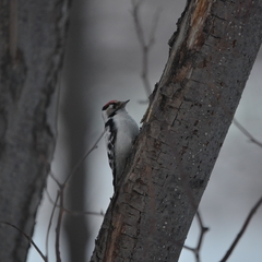 Dryobates minor kamtschatkensis