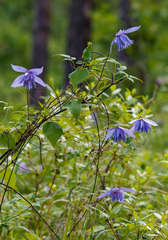 Clematis macropetala