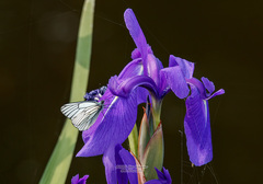 Iris laevigata