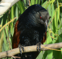 Centropus sinensis parroti