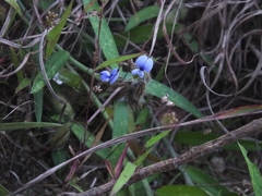 Crotalaria sessiliflora