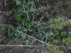 Crotalaria sessiliflora