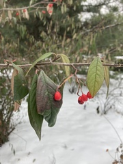 Cotoneaster × watereri