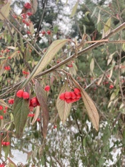 Cotoneaster × watereri