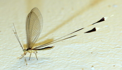 Nemopterinae