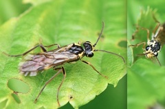 Aglaostigma fulvipes