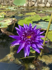 Nymphaea