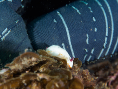 Goniobranchus verrieri