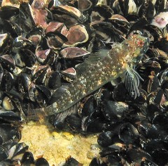 Helcogramma decurrens