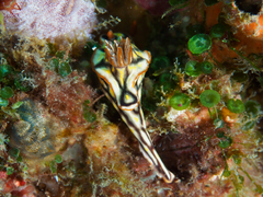 Hypselodoris jacksoni