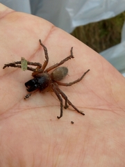 Dysderoidea