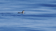 Synthliboramphus scrippsi