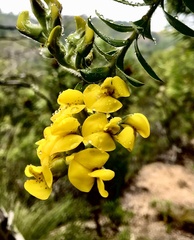 Liparia hirsuta