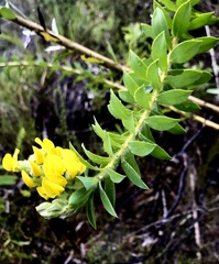 Liparia hirsuta