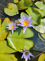 Nymphaea