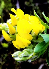 Liparia hirsuta