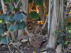 Tiliqua scincoides intermedia