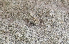 Anoteropsis litoralis