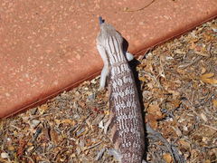 Tiliqua scincoides intermedia