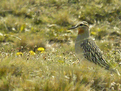 Oreopholus ruficollis