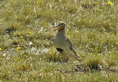 Oreopholus ruficollis
