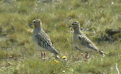 Oreopholus ruficollis