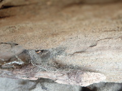 Anoteropsis litoralis