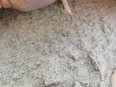 Anoteropsis litoralis