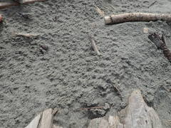 Anoteropsis litoralis