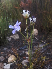 Aristea oligocephala