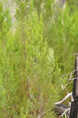 Callitris endlicheri