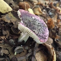Russula