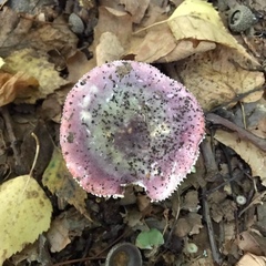 Russula
