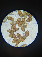 Puccinia vincae