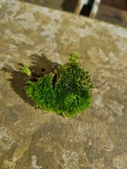 Bryum argenteum