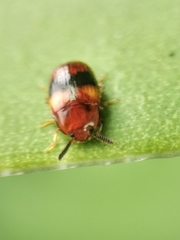 Spiloscapha nigrofasciata