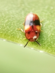 Spiloscapha nigrofasciata