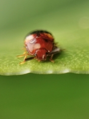 Spiloscapha nigrofasciata
