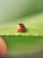 Spiloscapha nigrofasciata