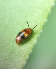 Spiloscapha nigrofasciata