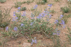 Caryopteris mongholica