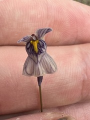 Utricularia hispida