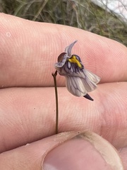 Utricularia hispida