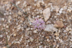 Allium mongolicum