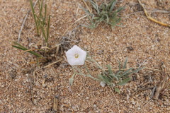 Convolvulus ammannii