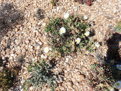 Lampranthus watermeyeri