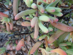 Lampranthus watermeyeri