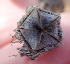 Lampranthus watermeyeri