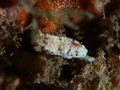 Hypselodoris sagamiensis